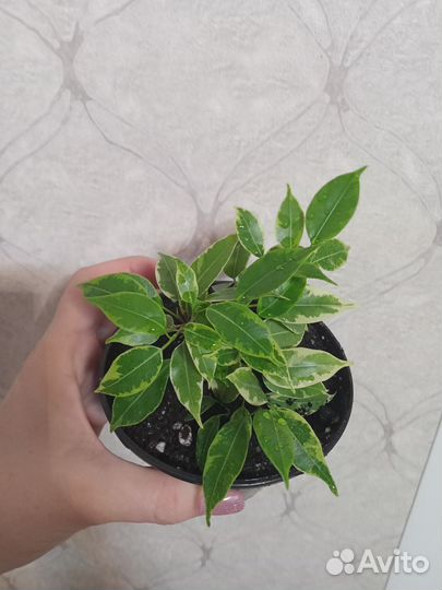 Фикусы сортовые