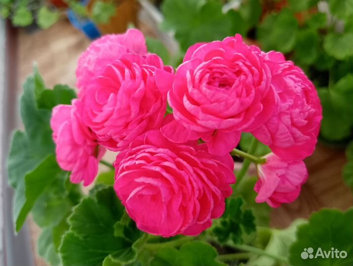 Пеларгония Династия Даджи