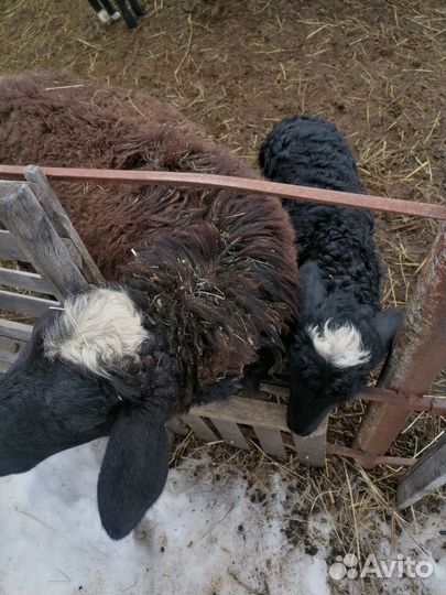 Овцы бараны курдючные