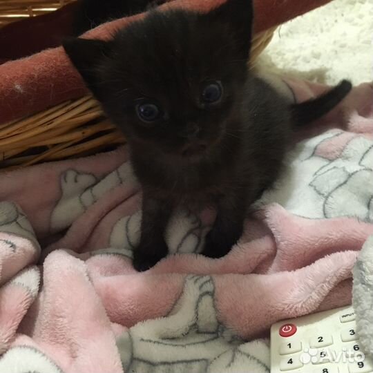 Котенок