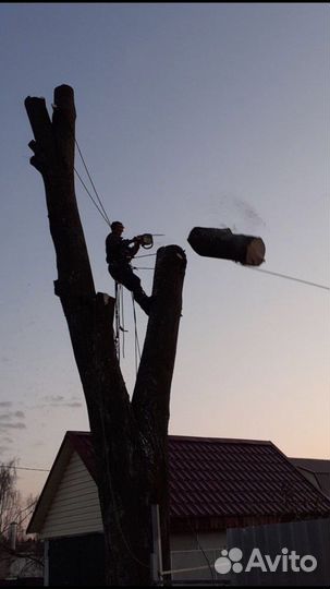 Спилить дерево