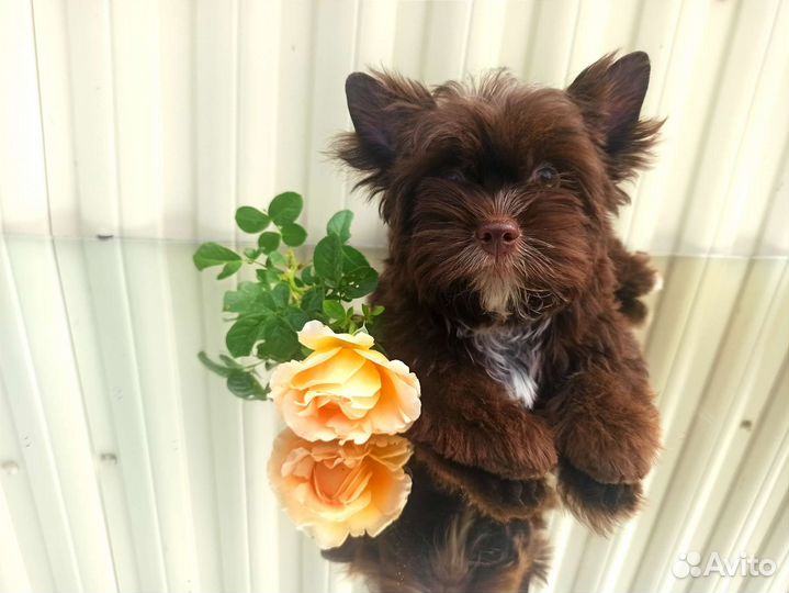 Йоркширский терьер шоколадный