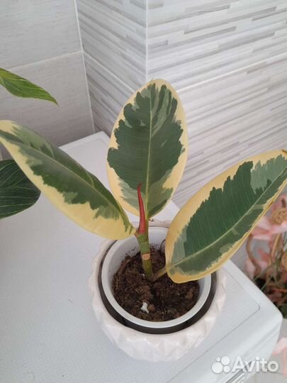 Фикус Эластика