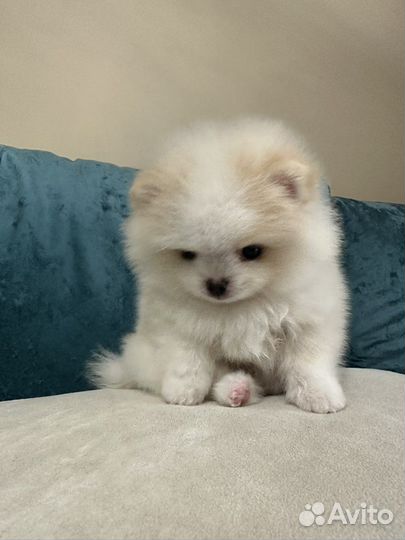 Померанский шпиц мишка