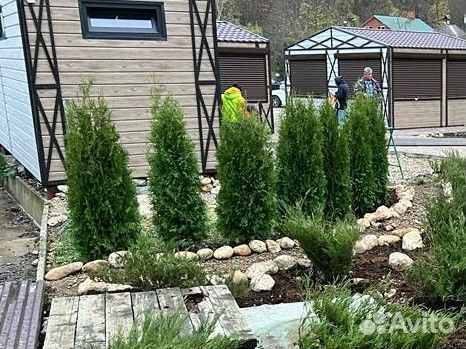 Туя колоновидная