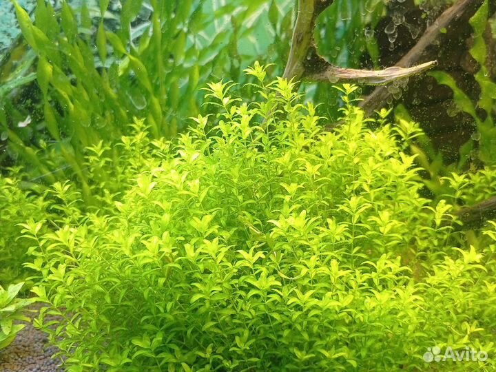 Микронтенум