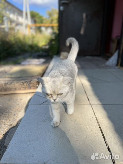 Шотландская кошка
