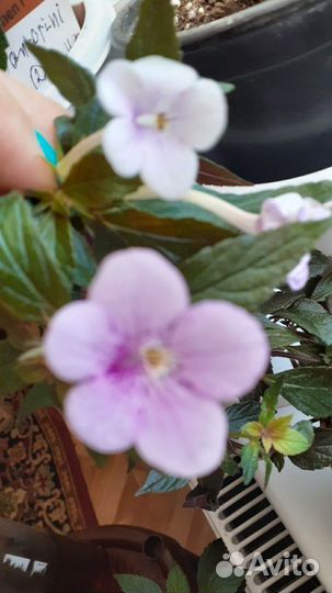 Ахименессы