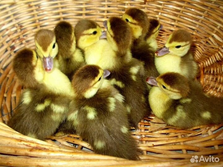 Мускусные утята