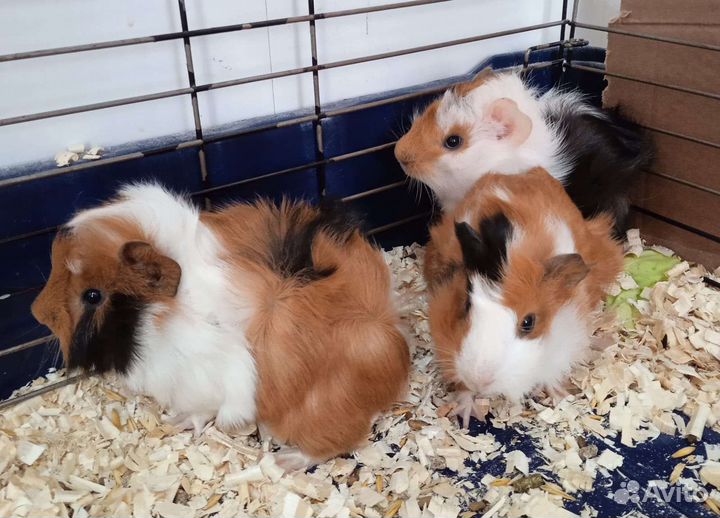 Морские свинки