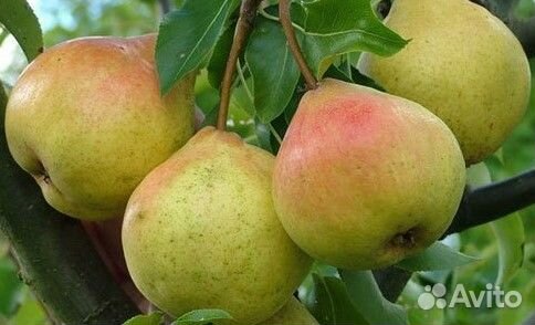 Саженцы груши