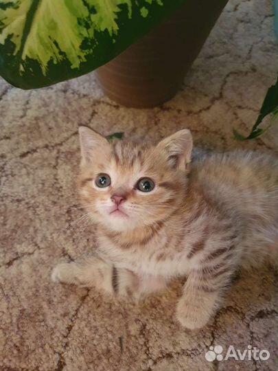 Кошки