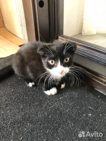 Черный котенок