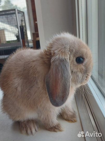 Декоративный карликовый вислоухий кролик