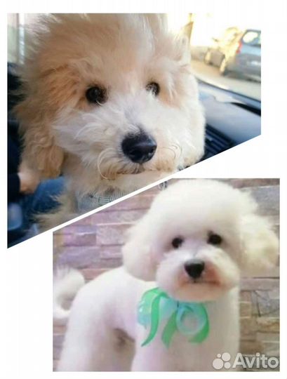 Стрижка (с купанием) без присутствия хозяина 7мик