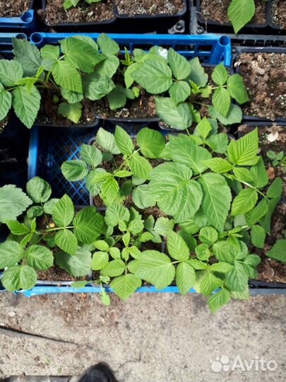 Малина энросадира