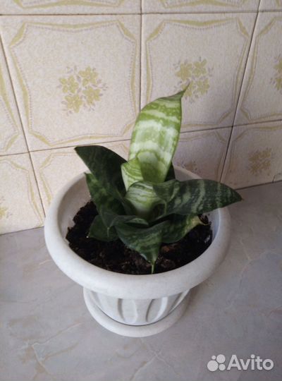 Сансевиерия