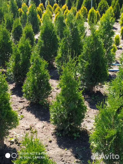 Туя смарагд, колумна