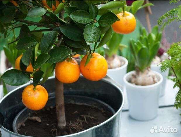 Апельсины плодоносящие деревья для дома и сада