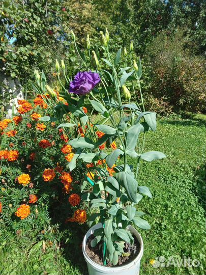 Эустома в горшке, бальзамины