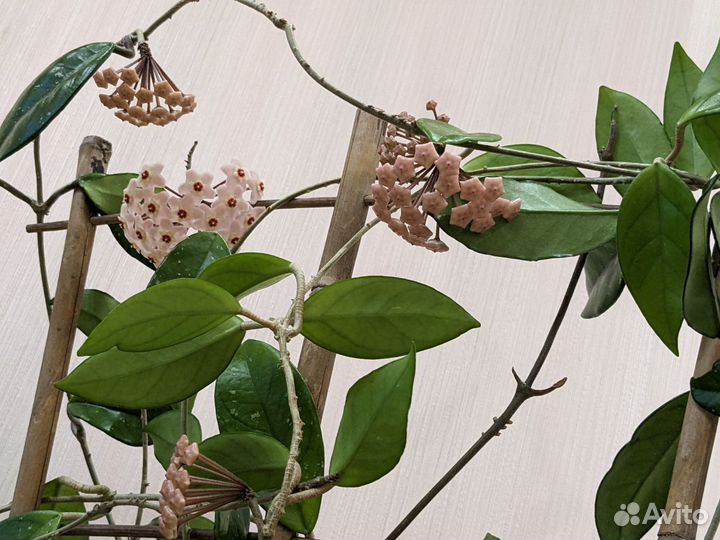 Цветущая Хойя карноза