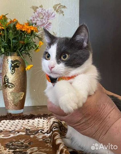 Молодая кошечка