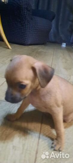 Той-терьер щенки