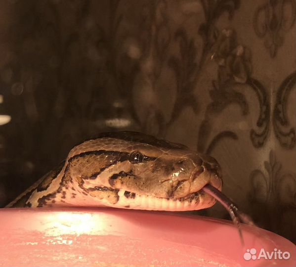 Змея для фотосессии. Тигровый Питон
