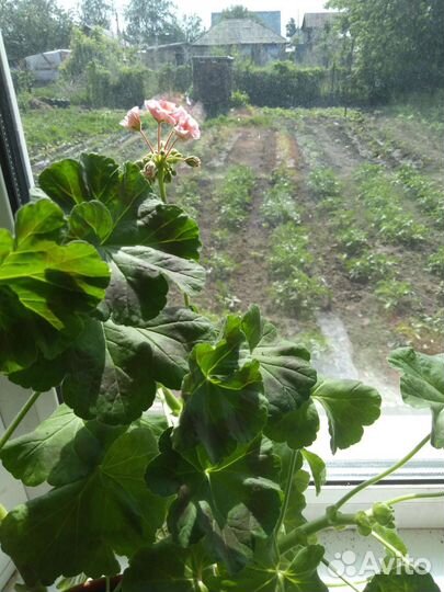 Пеларгония