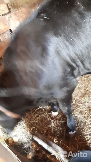 Телочка 10 месяцев