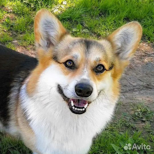 Вельш Корги Пемброк Кобель для вязки