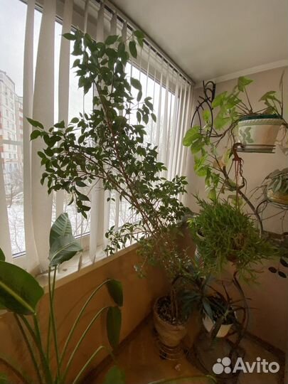 Фикус бенджамина