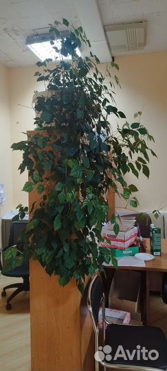 Комнатные цветы березка