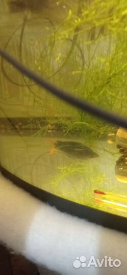 Аквариум 62л