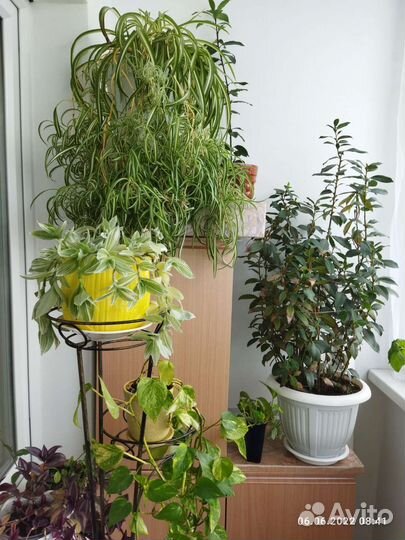 Хлорофитум хохлатый