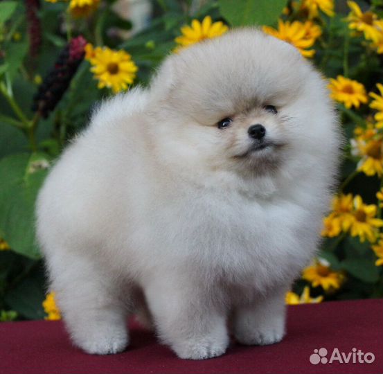 Шикарный кремовый мишка Тэдди