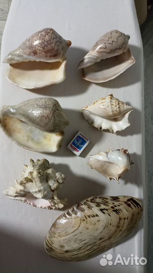 Морские раковины, ракушки