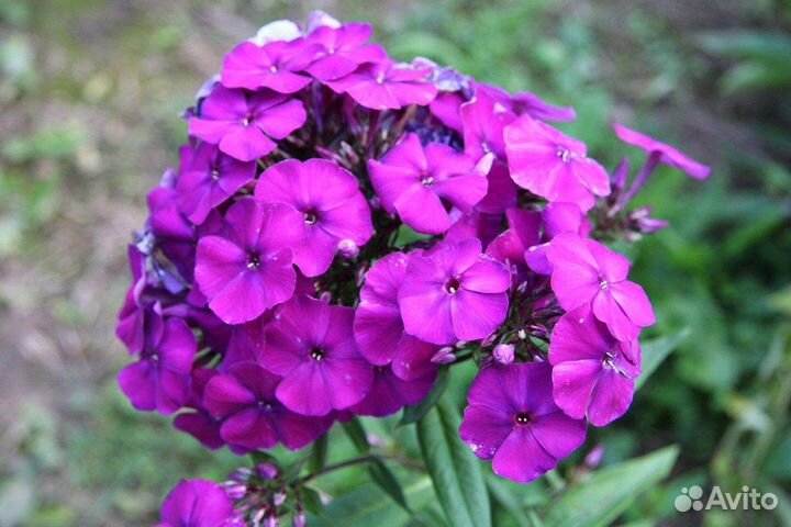 Флокс сортовой