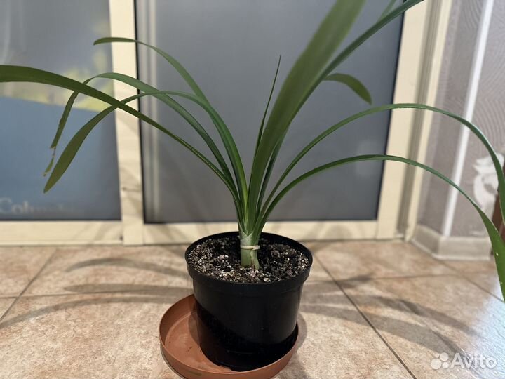 Комнатные растения