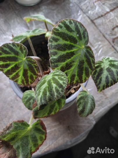 Филодендрон биркин