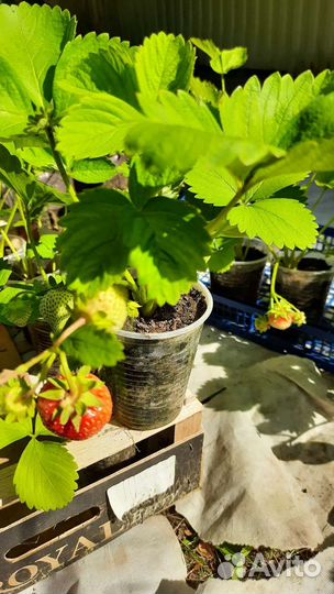 Знать бы раньше.Саженцы клубники. Какие выбирать