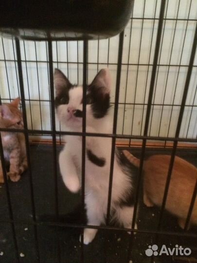 Пушистое мягкое облачко в поисках дома