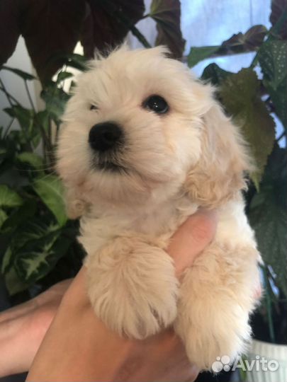 Мальтипу f1 девочка