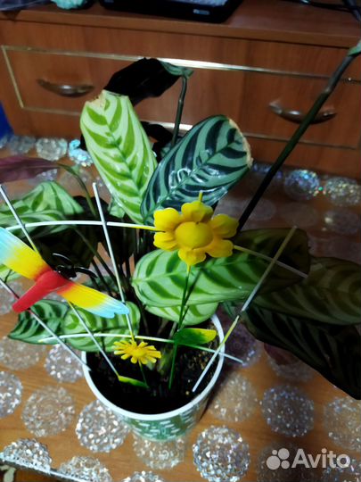 Спатифиллум