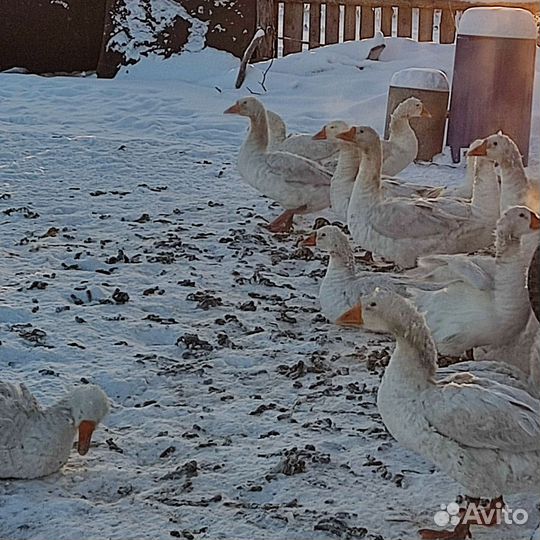 Гуси Линда