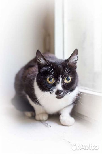 Кошка Ласка