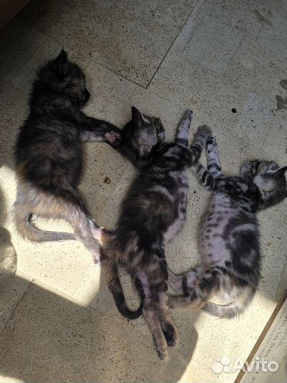 Котята в добрые руки бесплатно