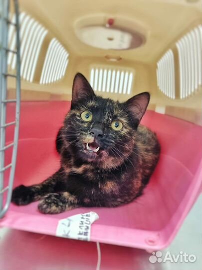 Кошка потеряшка