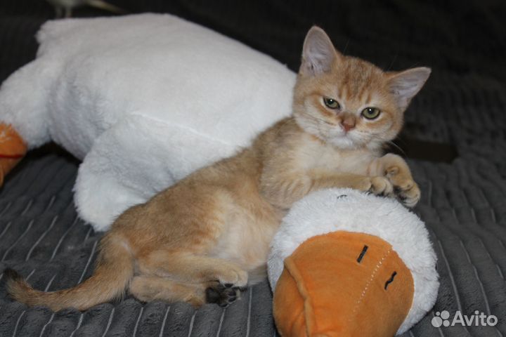 Шотландские золотые котята