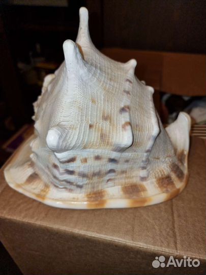 Океан ракушка